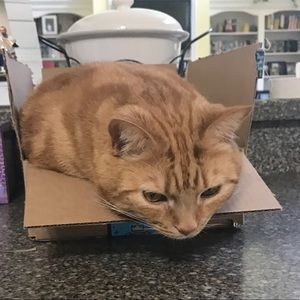 Meet your Posher, Heidi